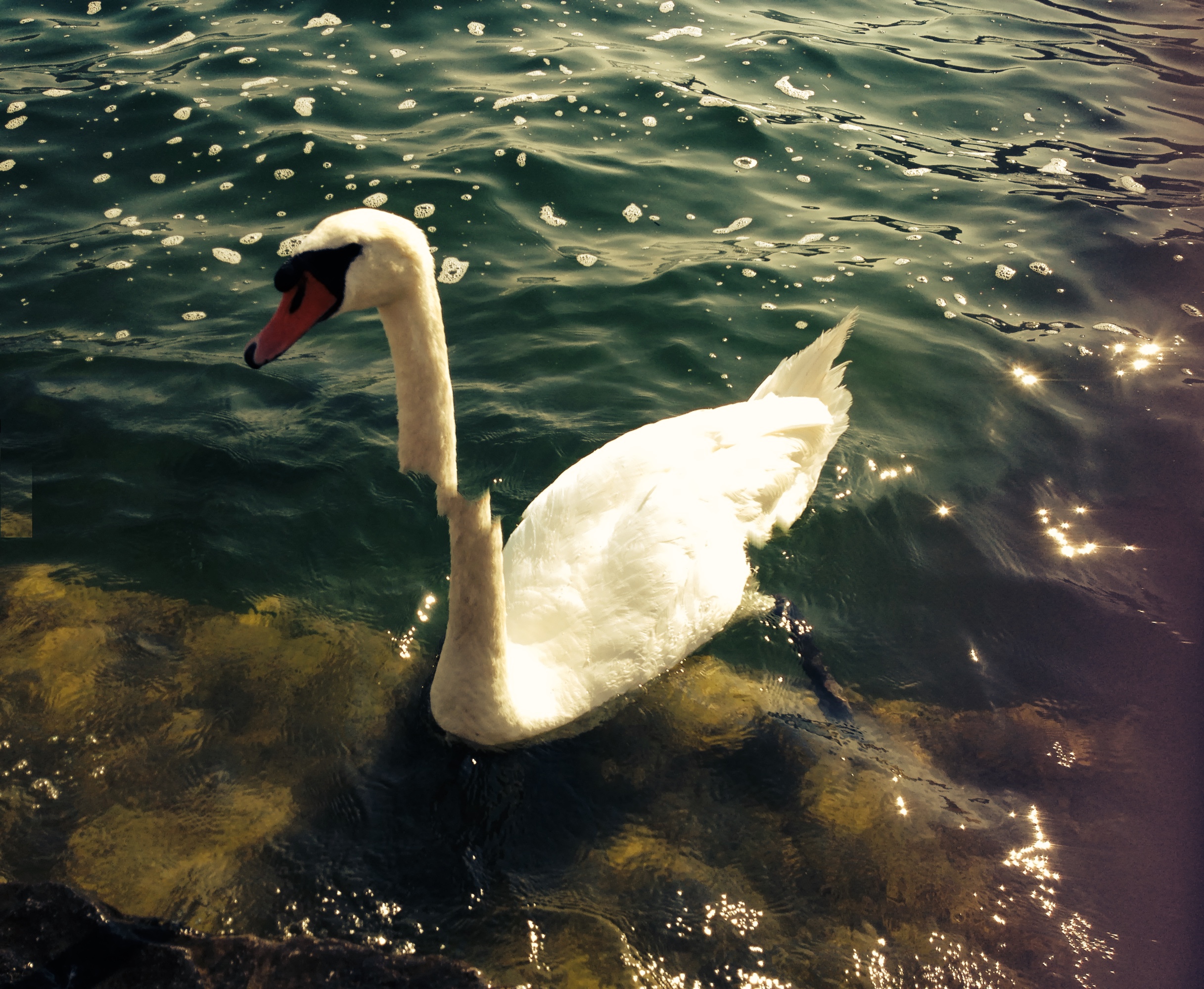 A swan. Its neck is not attached to its body due to a glitch in the image.